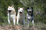 AKITA INU 374